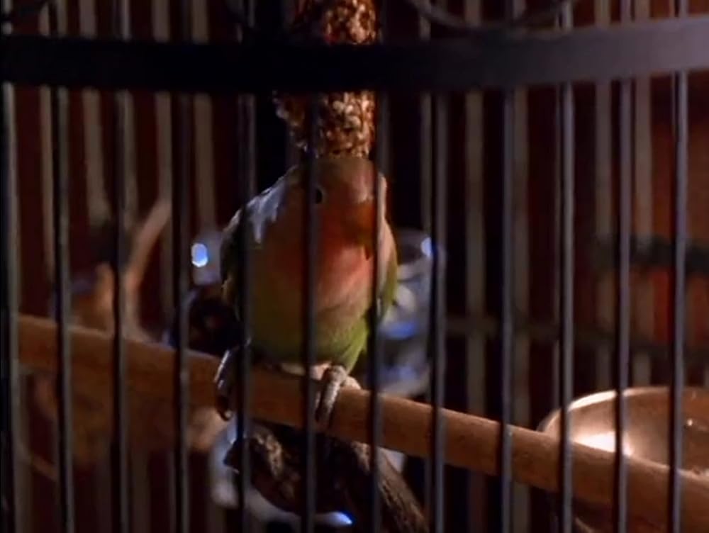 CUPID キューピッドの画像