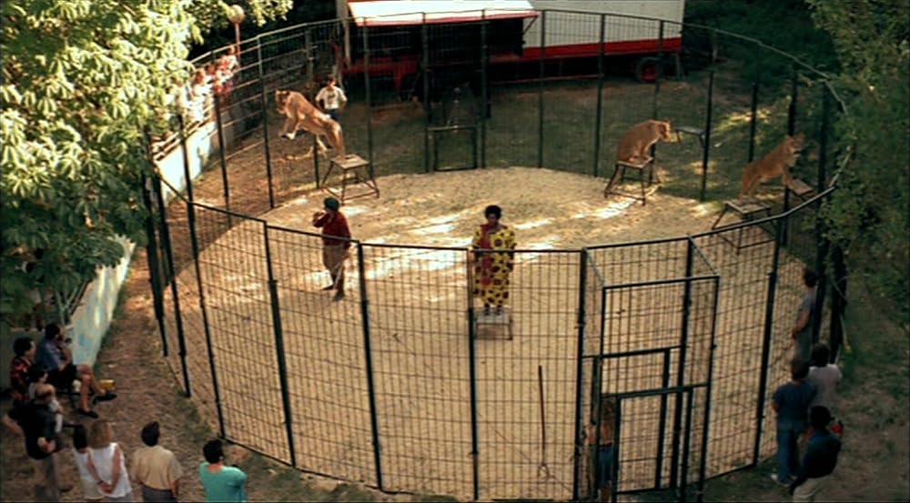 ロザリンとライオンの画像