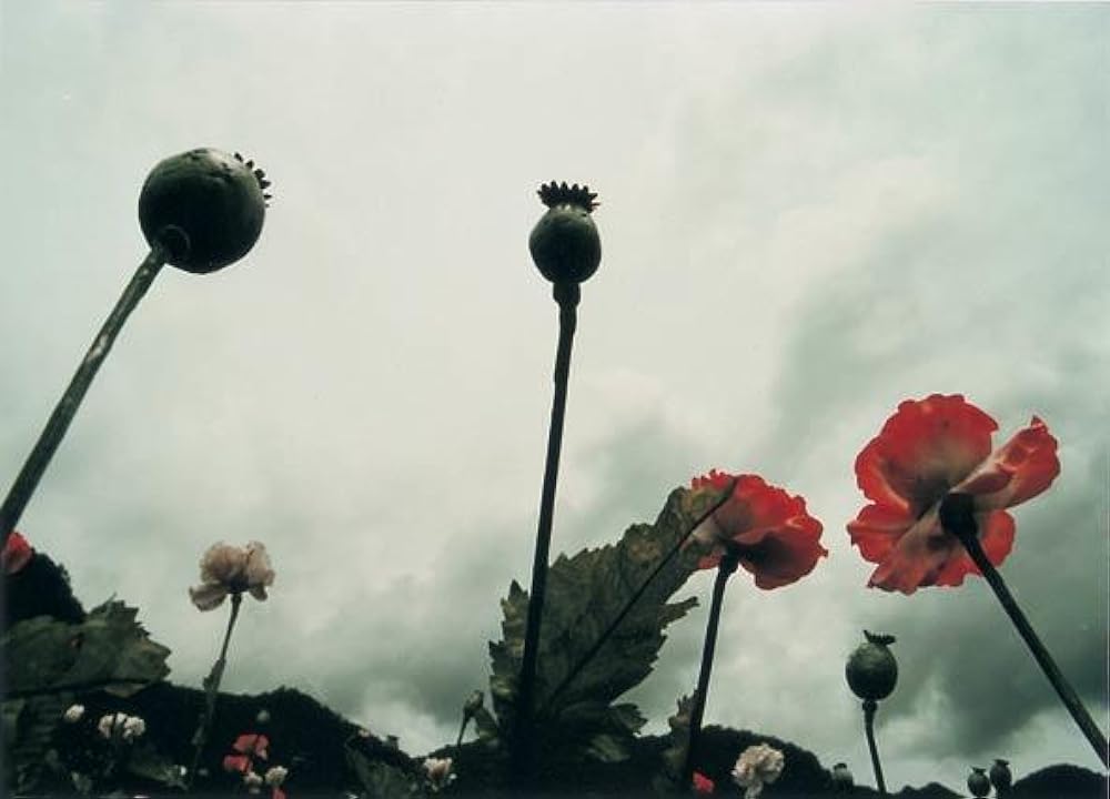 プロテージ／偽りの絆の画像