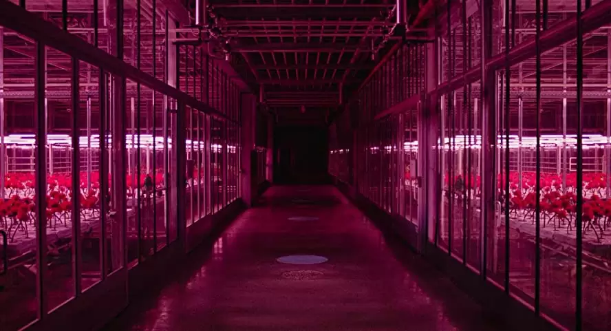 リトル・ジョーの画像