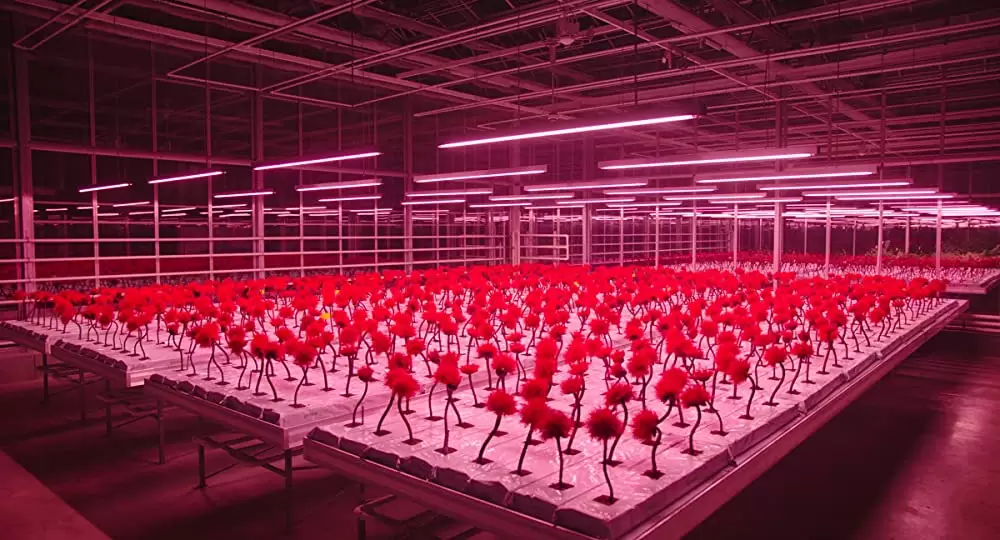 リトル・ジョーの画像