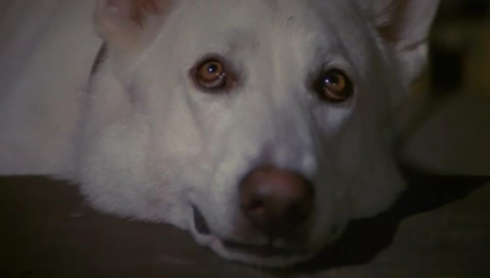 ホワイト・ドッグの画像