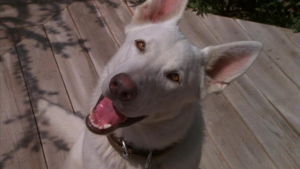 ホワイト・ドッグの画像