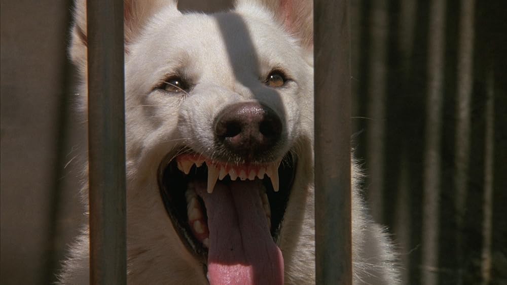 ホワイト・ドッグの画像