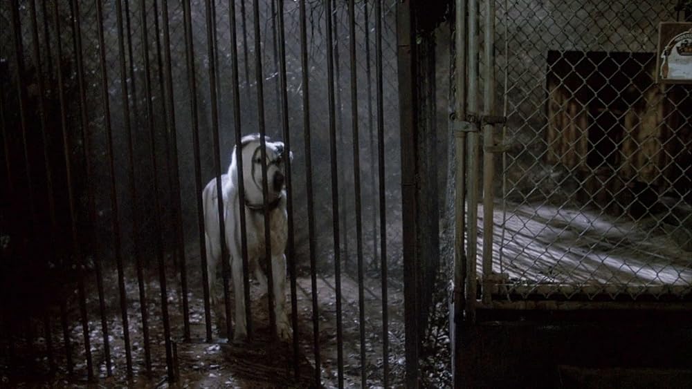 ホワイト・ドッグの画像