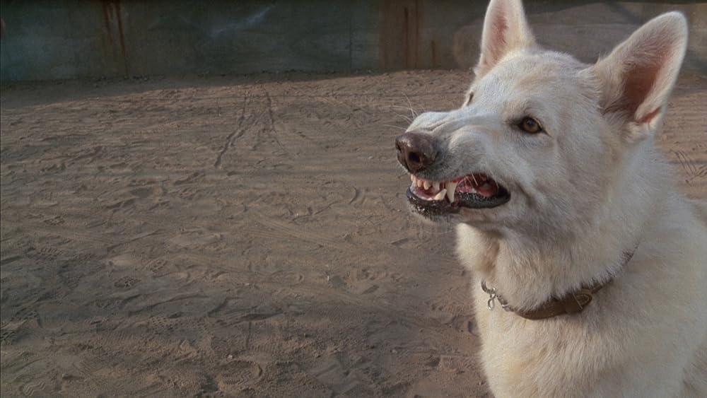 ホワイト・ドッグの画像