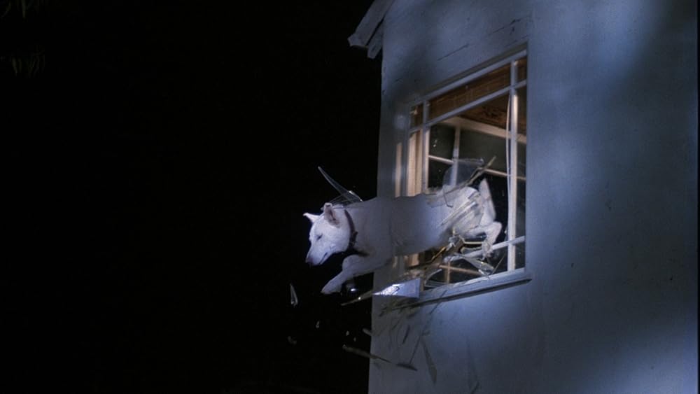 ホワイト・ドッグの画像