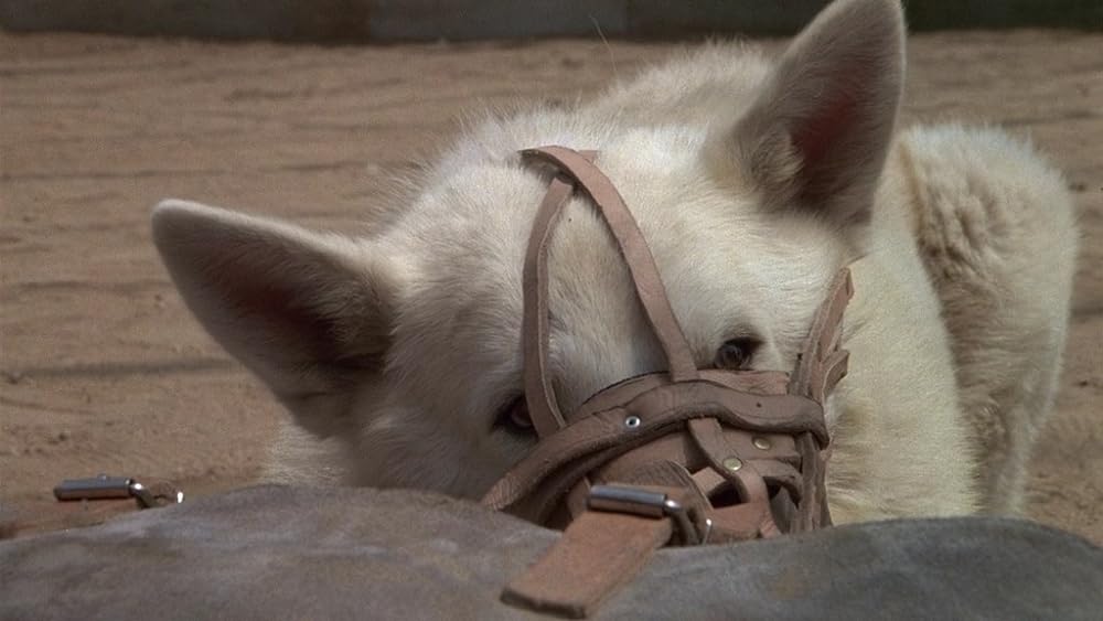 ホワイト・ドッグの画像