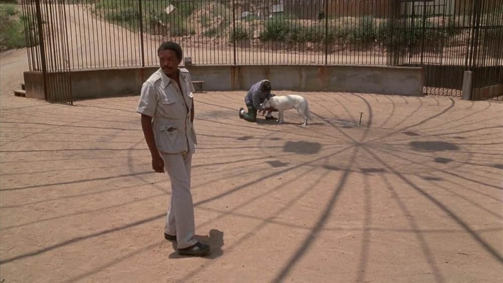 ホワイト・ドッグの画像