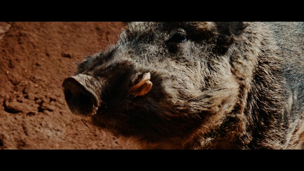 レイザーバックの画像