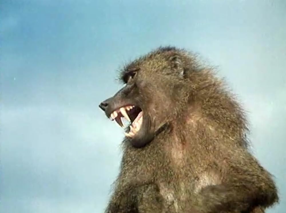 キリマンジャロの悪魔の画像