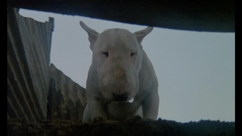 バクステール／ぼくを可愛がってください。さもないと何かが起こります。の画像