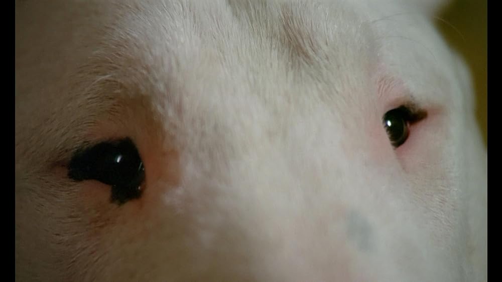 バクステール／ぼくを可愛がってください。さもないと何かが起こります。の画像