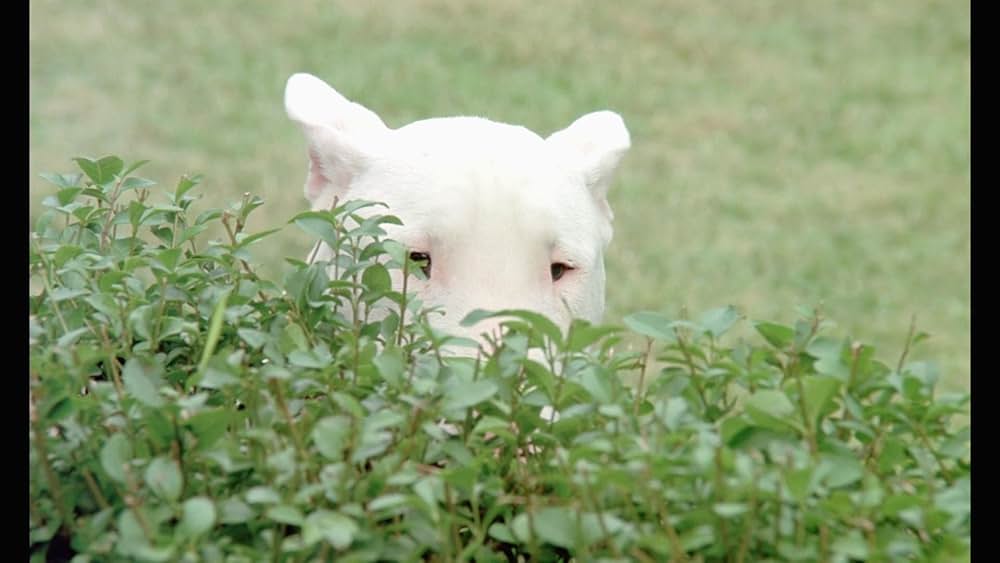 バクステール／ぼくを可愛がってください。さもないと何かが起こります。の画像