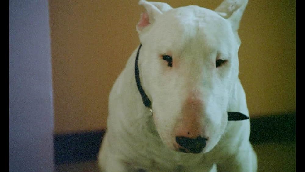 バクステール／ぼくを可愛がってください。さもないと何かが起こります。の画像