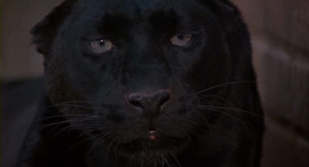 キャット・ピープルの画像