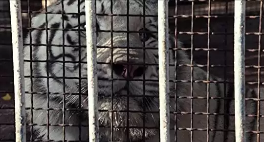 シチリアーノ 裏切りの美学の画像