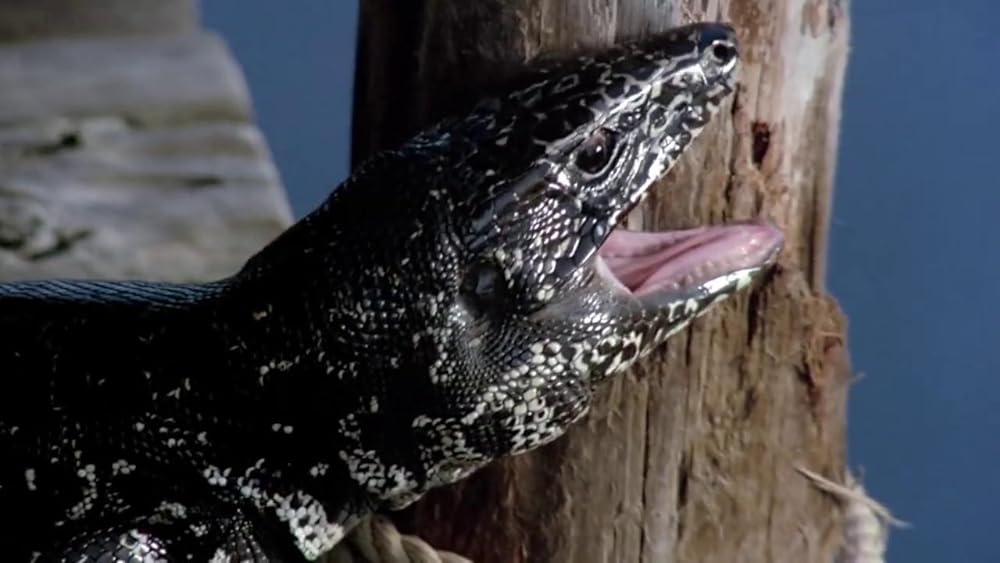 吸血の群れの画像