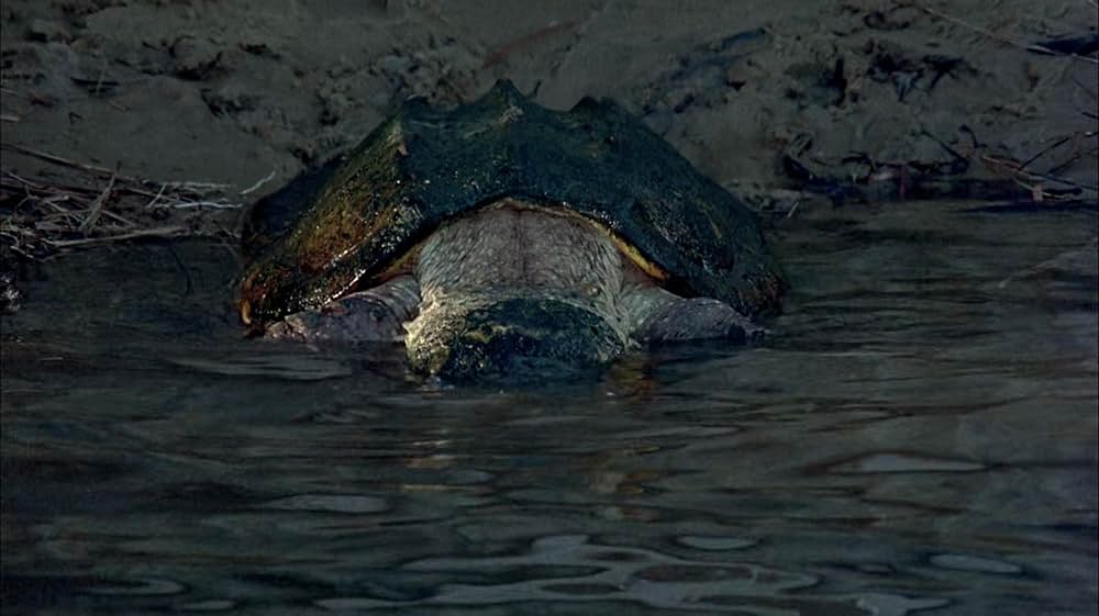 吸血の群れの画像