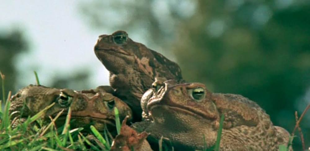 吸血の群れの画像