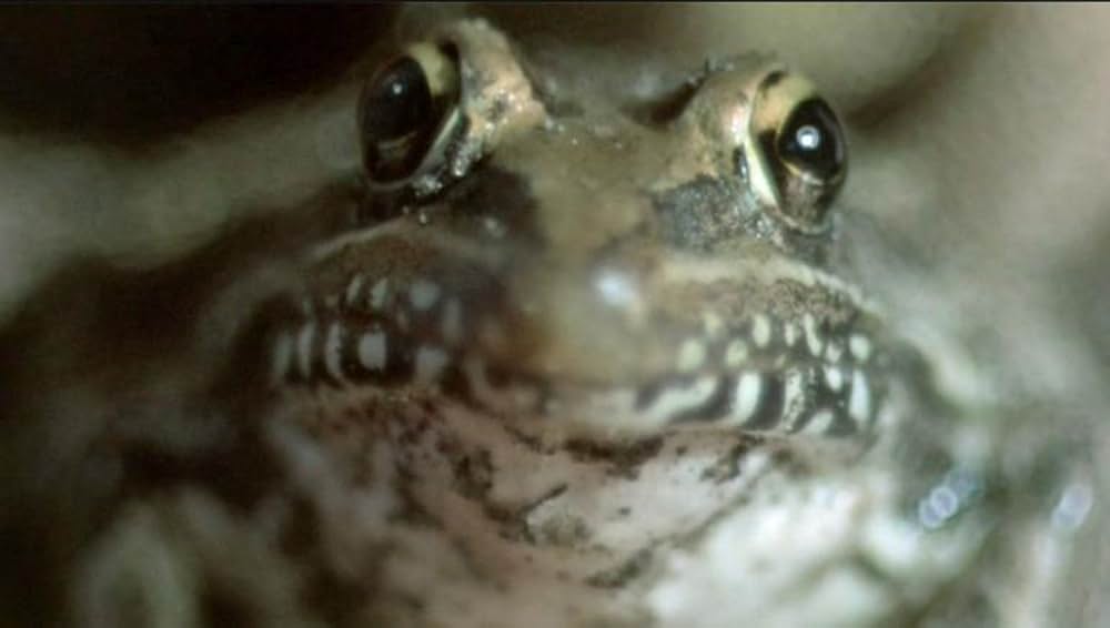 吸血の群れの画像