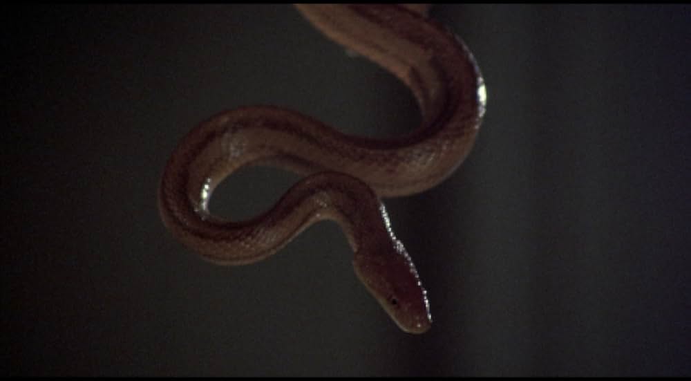 吸血の群れの画像