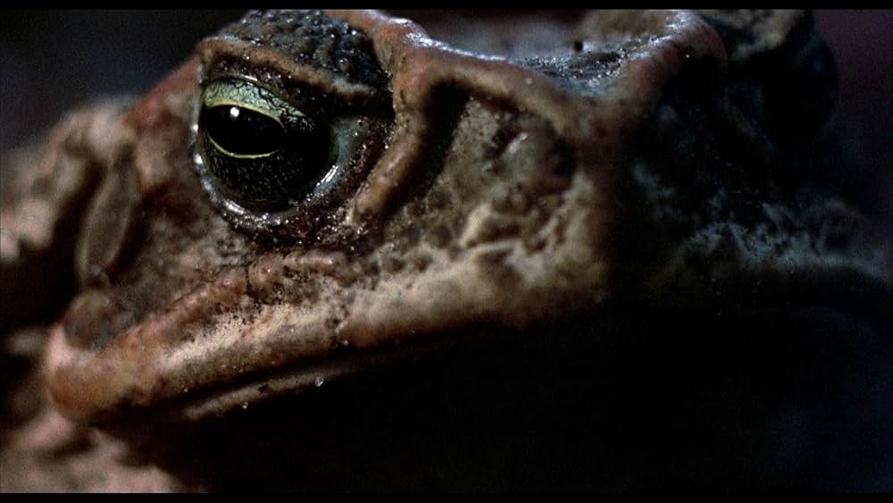 吸血の群れの画像