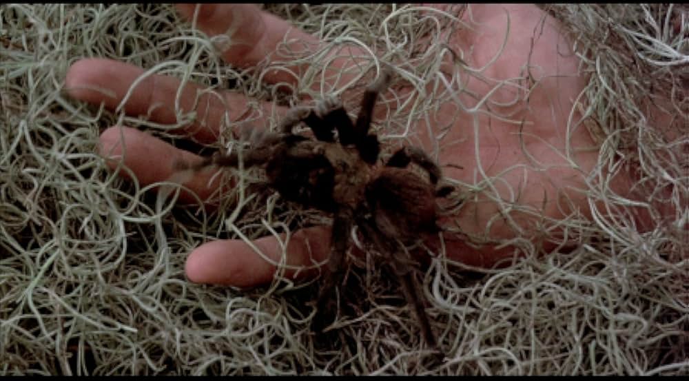 吸血の群れの画像