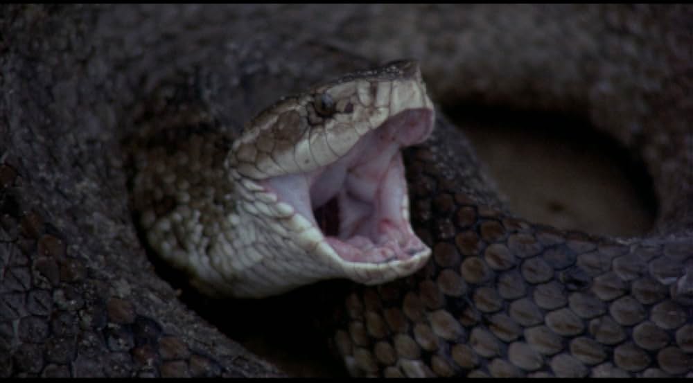 吸血の群れの画像