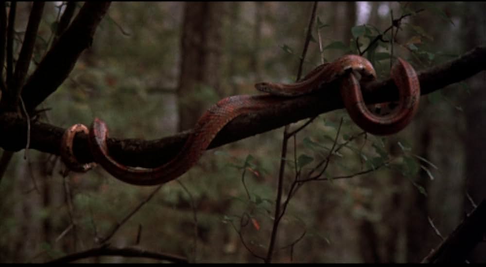 吸血の群れの画像