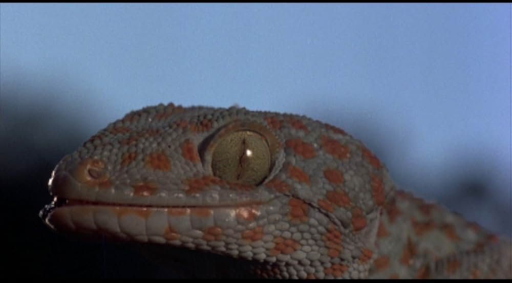 吸血の群れの画像