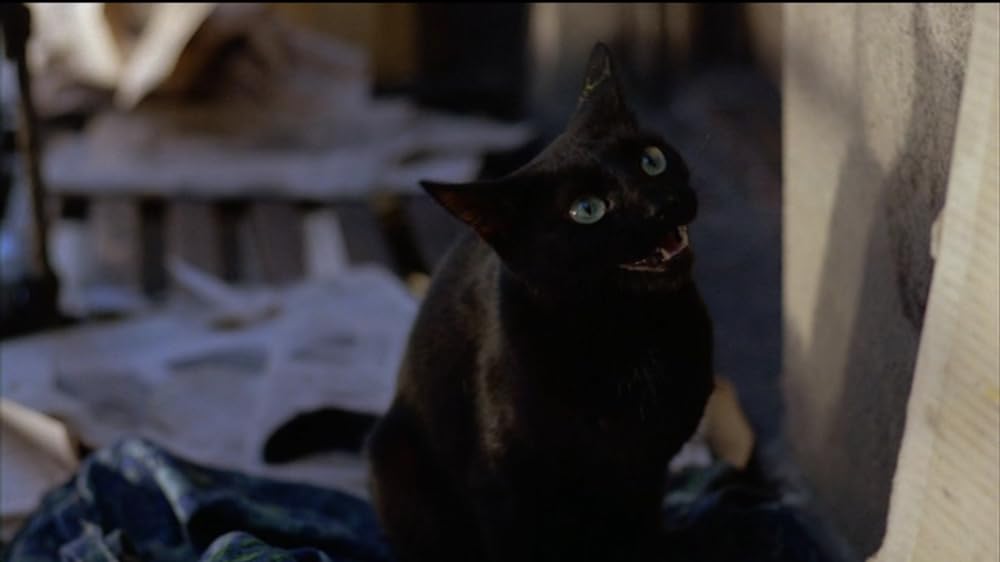 吐きだめの悪魔の画像