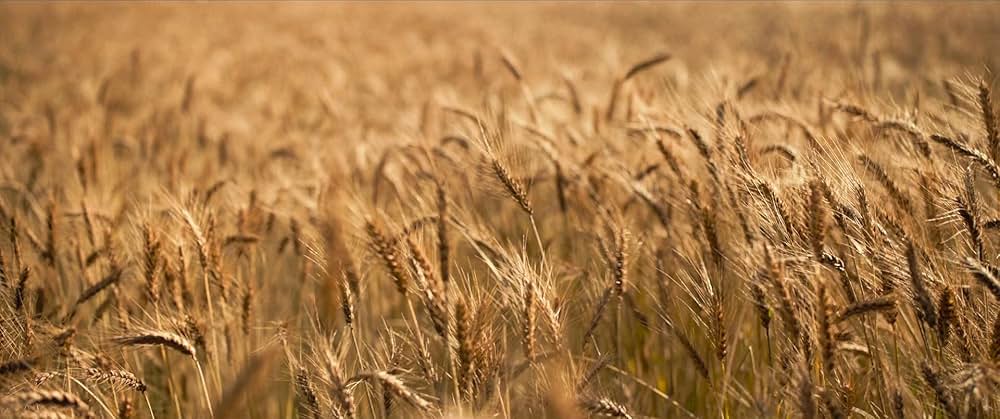 お坊さまと鉄砲の画像