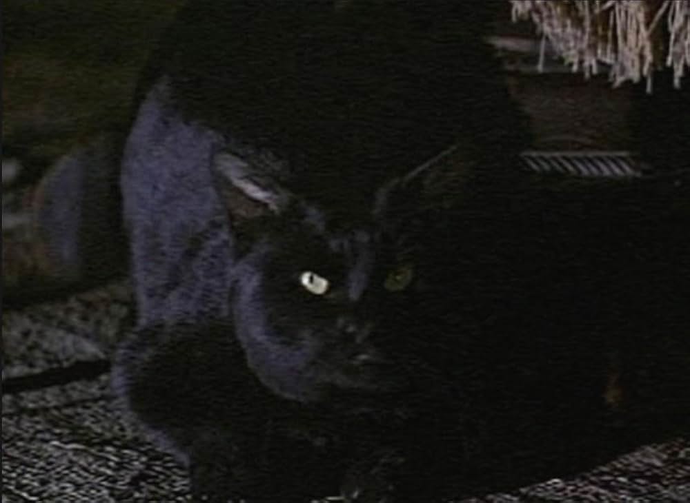 黒猫の怨霊の画像