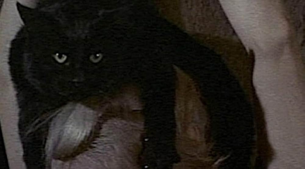 黒猫の怨霊の画像