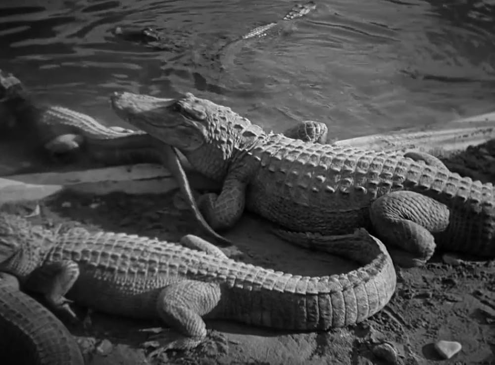 ニースについての画像