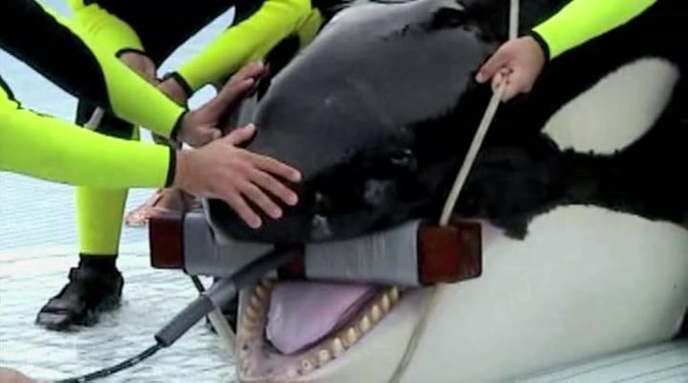 ブラックフィッシュの画像