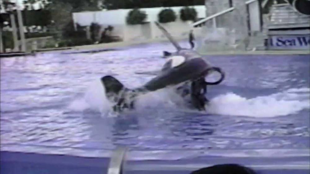 ブラックフィッシュの画像