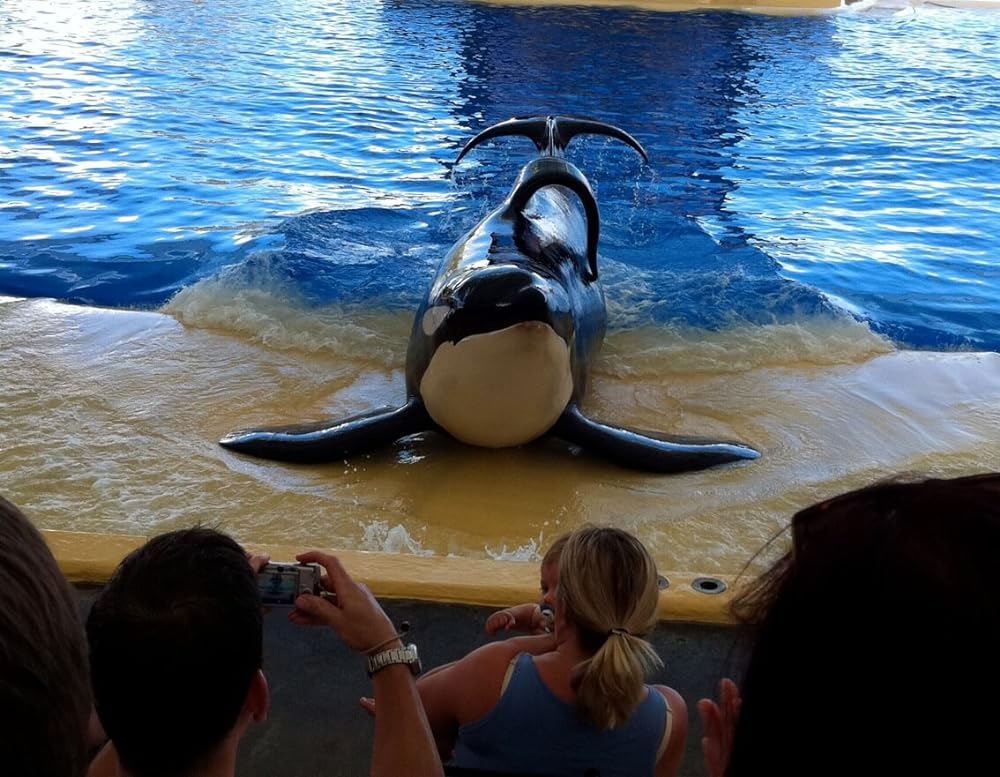 ブラックフィッシュの画像