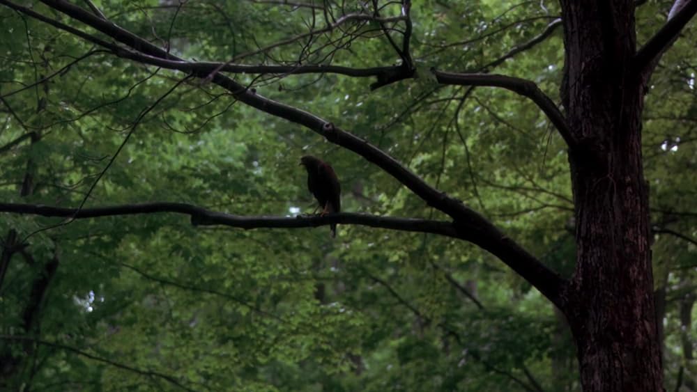 翼をくださいの画像