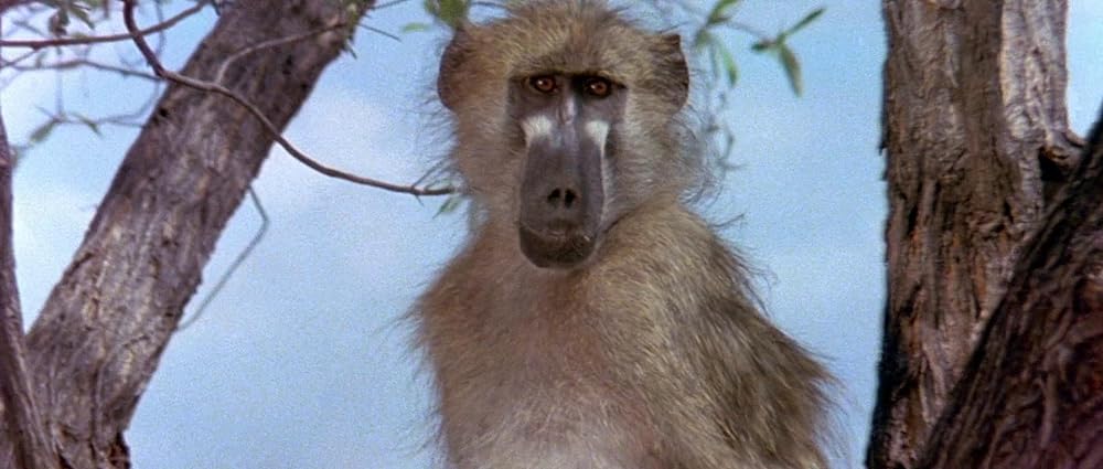 ミラクル・ワールド／ブッシュマンの画像