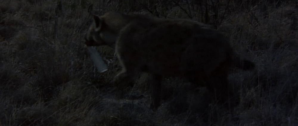 ミラクル・ワールド／ブッシュマンの画像