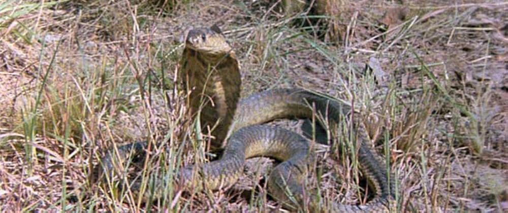 ミラクル・ワールド／ブッシュマンの画像