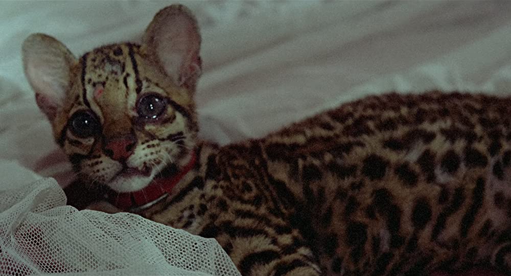 フィツカラルドの画像