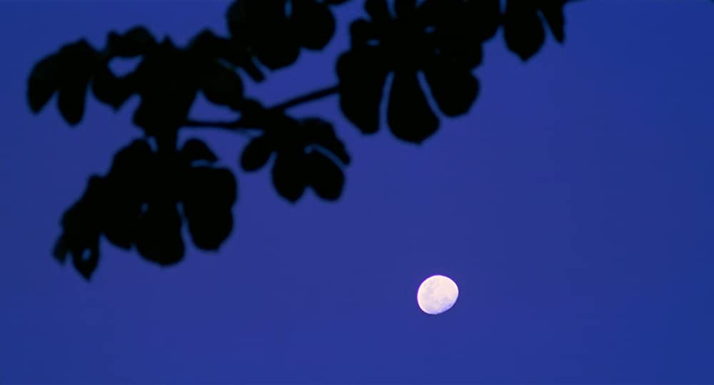 フィツカラルドの画像