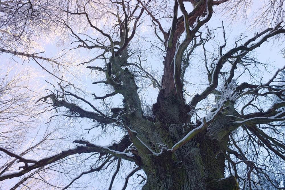 アンゼルム “傷ついた世界”の芸術家の画像
