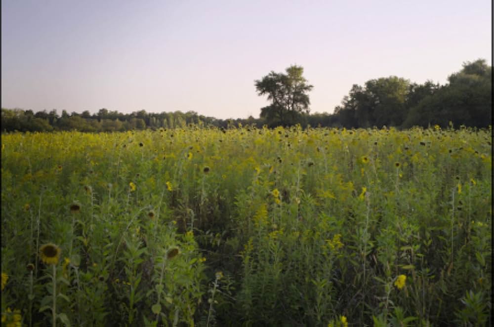 アンゼルム “傷ついた世界”の芸術家の画像
