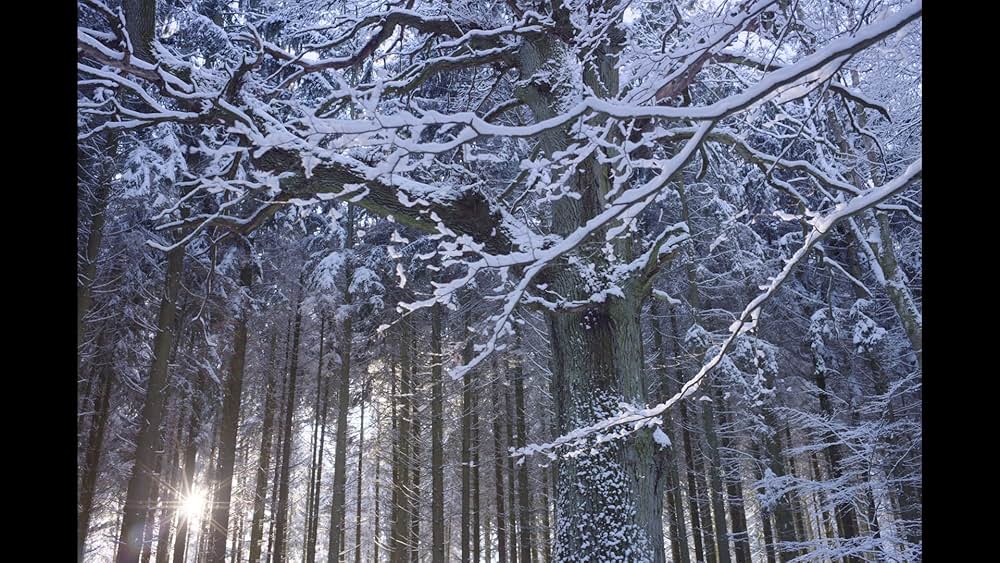 アンゼルム “傷ついた世界”の芸術家の画像