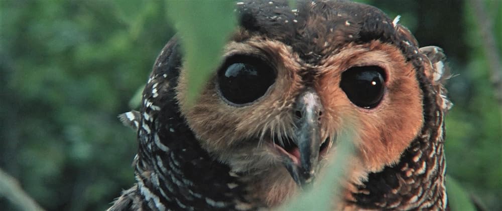 カニバル／世界最後の人喰い族の画像