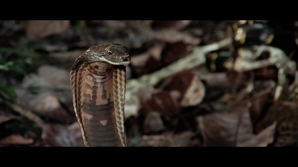 カニバル／世界最後の人喰い族の画像